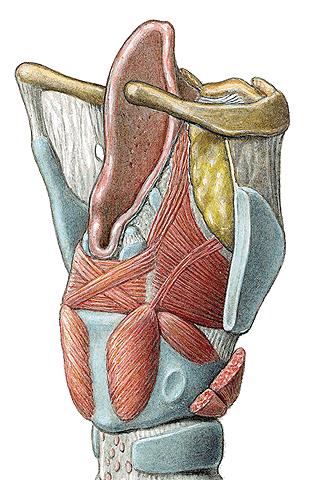 İntrensek kaslar Superior laringeal sinir Vokal kord adduktörleri Transvers(inter) aritenoid kas Eksternal tiroaritenoid kas Lateral krikoaritenoid kas Vokal kord tensörleri Krikotiroid kas İnternal