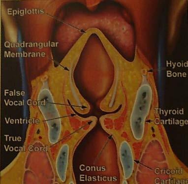 Quadranguler membran Hyoepiglottik lig.