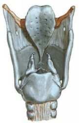 görünüşü Şekil 7. Epiglot, tiroid, krikoid, aritenoid ve kornikulat kıkırdakların posteriordan 2.1.2. LARENKSĐN EKLEMLERĐ Larenksin kıkırdakları eklem ve bağlarla birbirine bağlıdır.