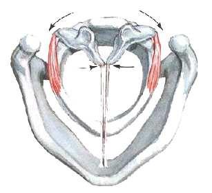 krikoaritenoid kasların etkileri