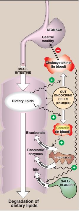 Midede, Gastrik lipaz ve lingual lipaz; asidik lipazlar olarak adlandırılırlar. Total lipid hidrolizinin %30 undan sorumludurlar.