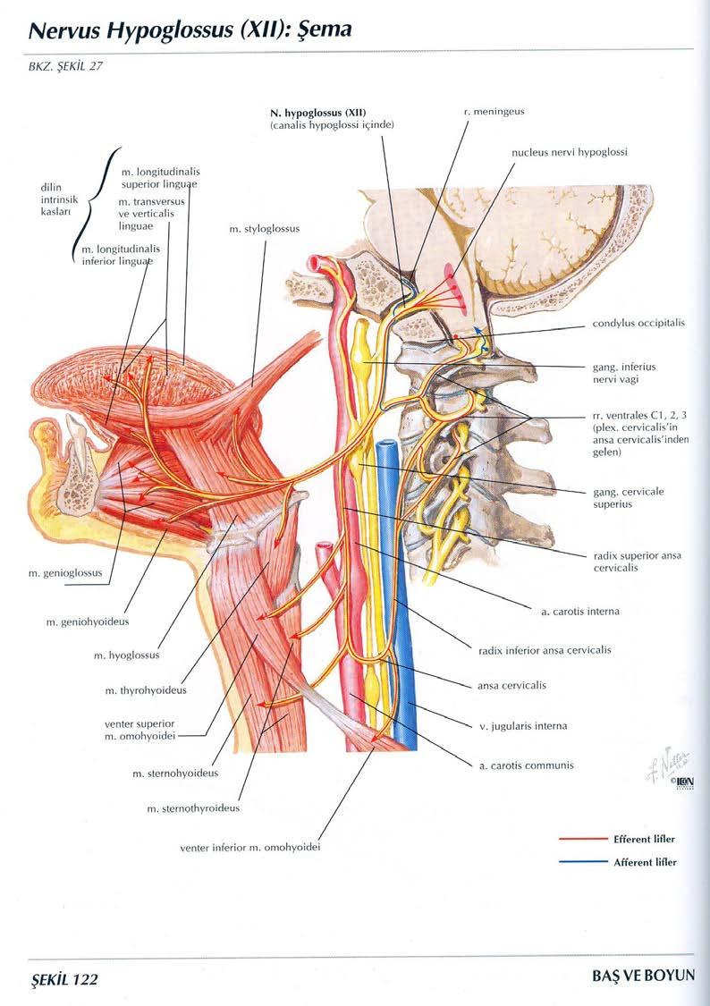 N. Hypoglossus (XII) İntrinsik dil kaslarının tümü M. transversus linguae M. longitudinalis linguae M.