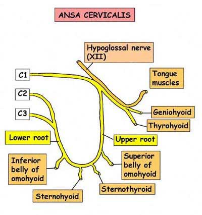 ANSA CERVICALIS (motor lifler) N. hypoglossus içinde seyreden C1 spinal sinirden gelen radix superior (n.
