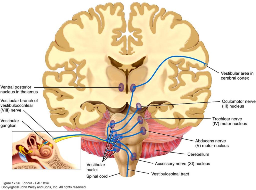 N. vestibularis Ganglion vestibulare'deki nöronların santral uzantıları ise n.