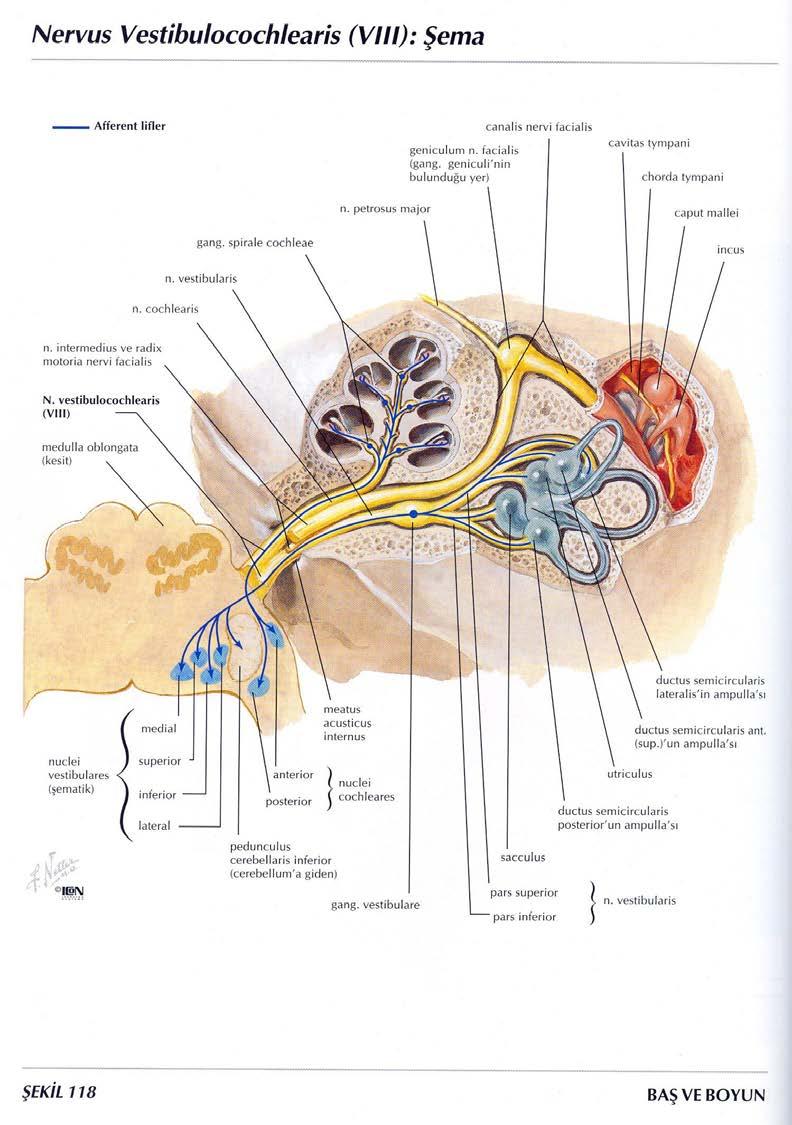 N. cochlearis Ganglion spirale'deki nöronların santral uzantıları ise n. cochlearis'i oluşturur. N.