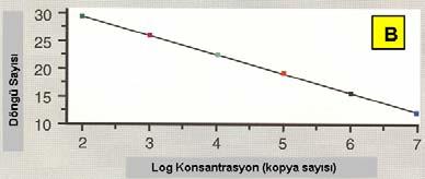 B) standartların logaritmik konsantrasyonlarına karşılık logaritmik faza girdikleri döngü sayıları ile çizilen doğru (standart). C) örneklerin hesaplanan konsantrasyonları.