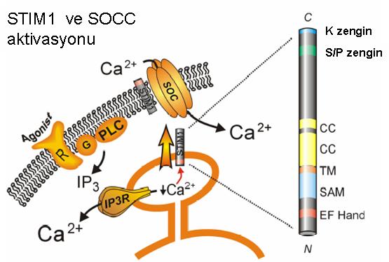 Şekil 1.3: STIM1 ve SOCC aktivasyonu Agonistin reseptöre (R) bağlanması sonucunda G-proteini (G) aracılığı ile PLC aktive olmaktadır.