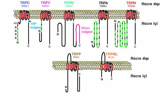 Şekil 1.6: TRP kanallarının yedi altailesi Ankyrin tekrarları (A), coiled-coil bölgesi (cc), protein kinaz bölgesi (sadece TRPM6/7 de), membranı geçen bölgeler (TM) ve TRP bölgesi (211). Şekil 1.