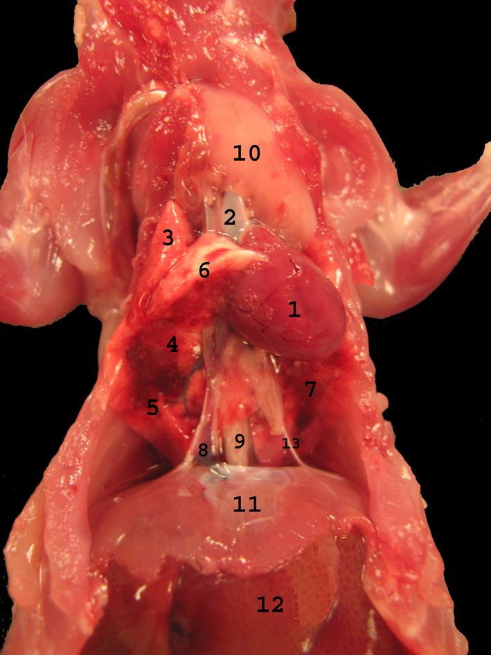 Şekil 3. Cavum thoracis in caudoventral den görünümü; 1. Cor, 2. Arcus aortae, 3. Lobus cranialis pulmoni dextri, 4. Lobus medius pulmoni dextri, 5. Lobus caudalis pulmoni dextri, 6.