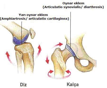 b) Eklemlerle ilgili terimler Articulation (artikülasyon): Eklem. Önemli eklemler art. biçiminde kısaltılarak yazılabilir.