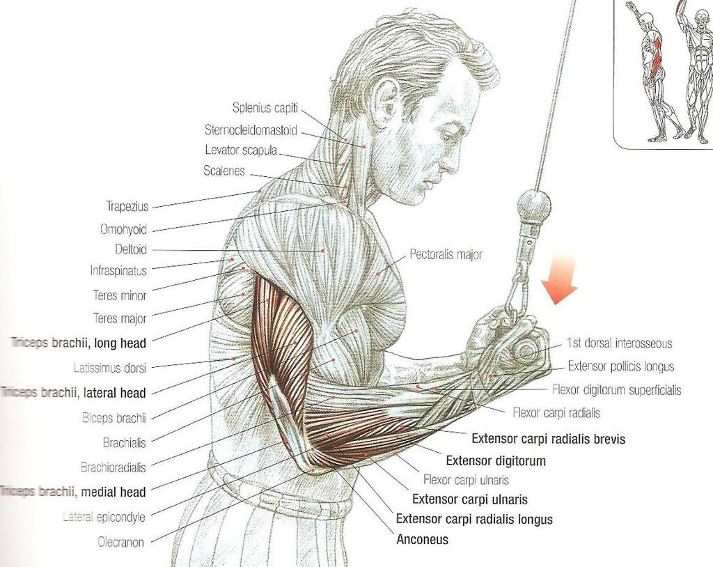 Reverse Push-downs M. Triceps brachii M. Anconeus Wrist extansors: M.