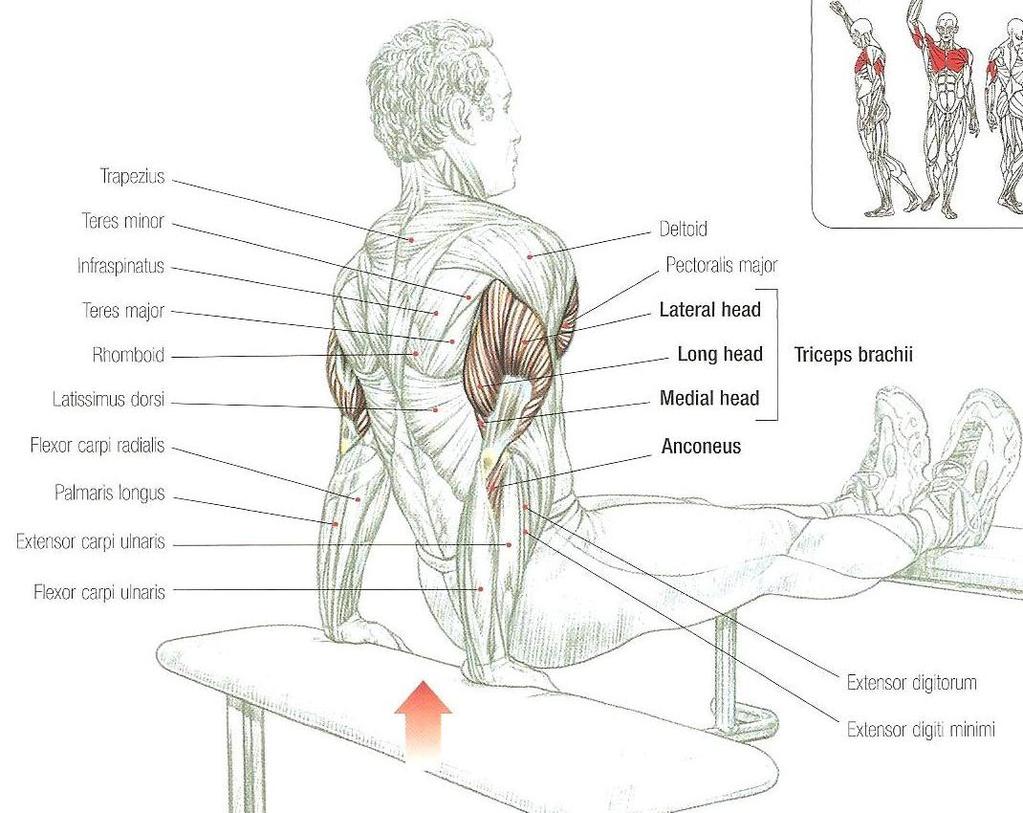 Triceps dips M. Triceps brachii M.