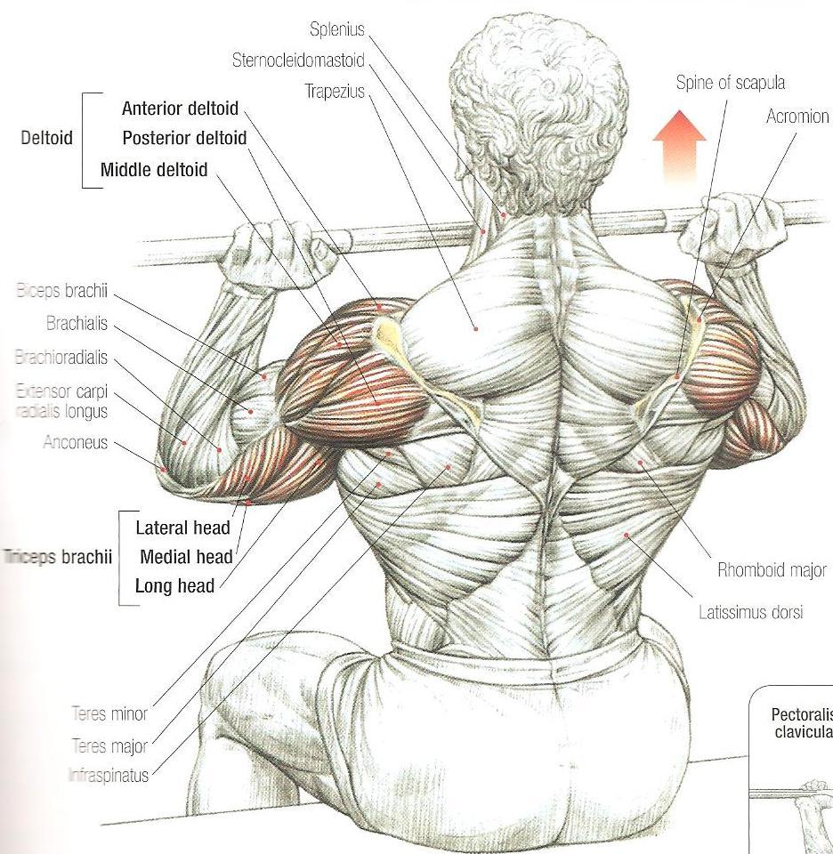 Seated front presses M. Deltoideus M. pectoralisin clavicular başı M. triceps brachii M.