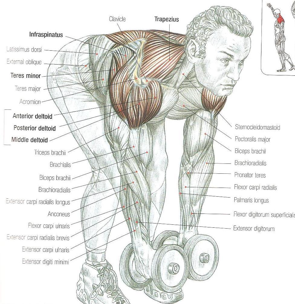 Bent-over lateral raises M. deltoideus M. Trapeziusun orta ve alt parçası M. rhomboideus major ve minor M.