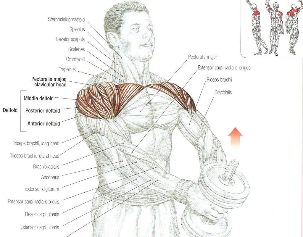 One dumbbell front raises M. Deltoideus (en yoğun ön başı) M. pectoralisin clavicular başı M.