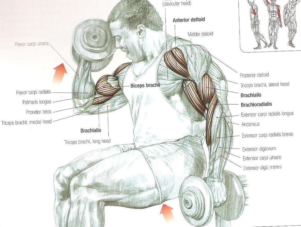 Biceps Curls M. Biceps brachii M. Brachialis M. Brachioradialis M.