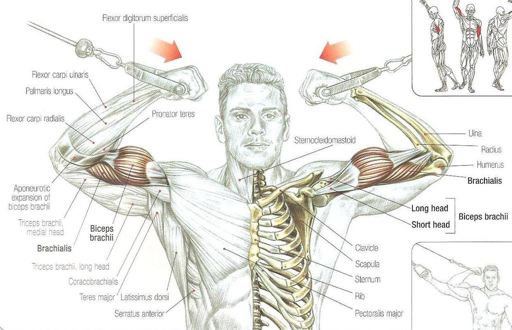 High-Pulley Curls Yoğun olarak M. Biceps brachii M.