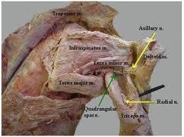 M. teres major, m. triceps brachii nin caput longum u ve humerus (veya m.