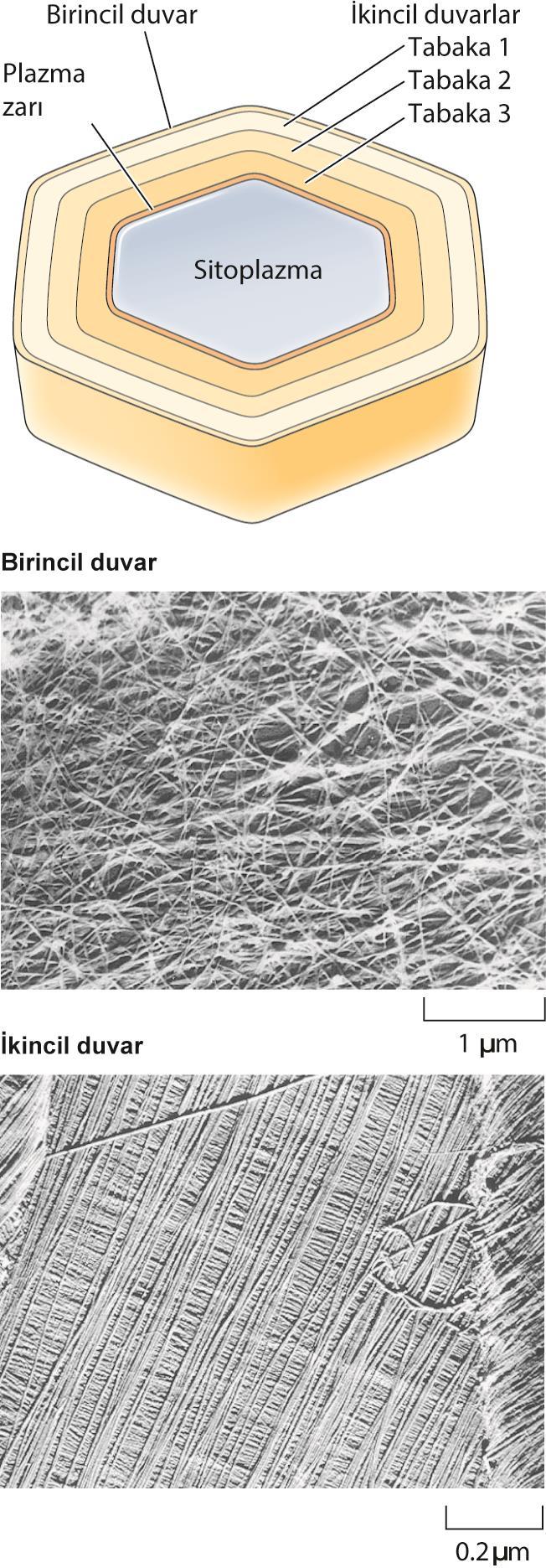 Birincil ve ikincil hücre duvarları: İkincil hücre duvarları ile plazma zarı arasına yerleşir.