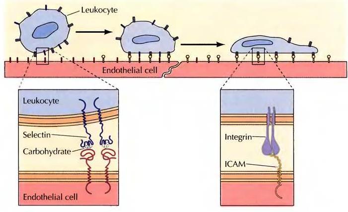 * Örneğin; Lökositler, doku yangısı olan bölgelerde, kapiler duvarlarındaki endotel hücrelerine tutunarak dolaşımı terk ederler.