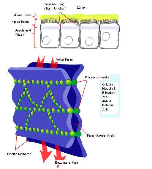 A.Terminal tıkaç (Tight junction: Zonula occludens): Terminal tıkaçlar, hücreyi, kemer şeklinde tamamen kuşatırlar. Epitel hücrelerinde serbest yüzeyin hemen altında yer alırlar.