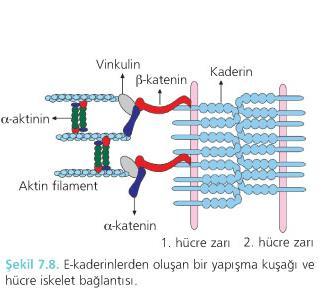 *Hücreyi Hücreye Bağlayıcılar Bağlantılar Yapışma Kuşakları (Adhesion belt:zonula adherens) * Hücre içinde yapışma kuşaklarına komşu olarak hücre zarına paralel uzanan kontraktil bir aktin demeti