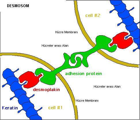 * Disk şeklindeki sitoplazmik plaklar 15-20 nm kalınlıkta olup iki komşu hücrede karşılıklı olarak yer alan desmosomların arasında 30 nm kadar bir aralık vardır.