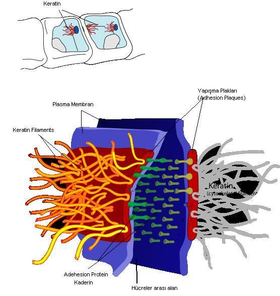 *Macula adherens olarak da