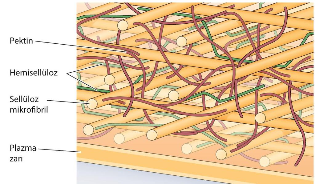Hücre duvarının içinde selüloz fibrilleri, proteinlerden ve hemiselüloz ve pektin