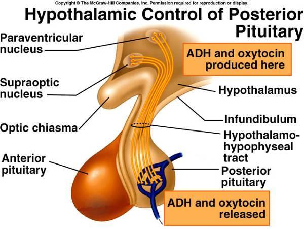 Hormonları ADH ve Oksitosin