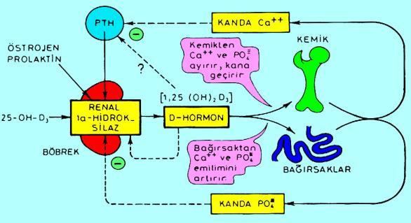 Bağırsaktan Ca ve PO4 emilimi için D-Hormon sentezinin ayarlanması Bağırsaktan Ca ve PO4 emilimi için D-Hormon sentezinin ayarlanması Böbrekte D-Hormon sentezi, kan Ca ve PO4 miktarı tarafından