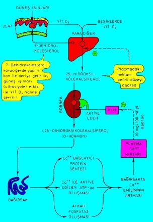 PTH, D-Hormon sentezini uyarır Kanda Ca ve PO4 PTH 1a-Hidroksilaz enzimini uyararak D- Hormon sentezini D-Hormon da hem kemikten kana Ca ve PO4 geçişini hem de bağırsaklardan Ca ve PO4 emilimini ve