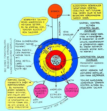 ler dağınık, ağ (retiküler) biçimde Kortizol + Sex steroidleri + Kortikosteron Aldosteron salınımını koşullar, Z. Glomerulozada hipertrofi.