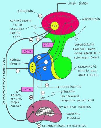 Az salgılanmakla birlikte önemli mik.da glikokortikoid aktivitesi kortikosteron ile de sağlanır.