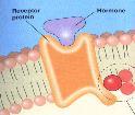 Başlıca endokrin bezler Hedef hücre / doku / organ Hipotalamus Hipofiz Tiroid Paratiroid Adrenal bezler Pankreas Ovaryum Testis Pineal bez Timus Plasenta Böbrek Kalp Sindirim kanalı Kana salgılanan