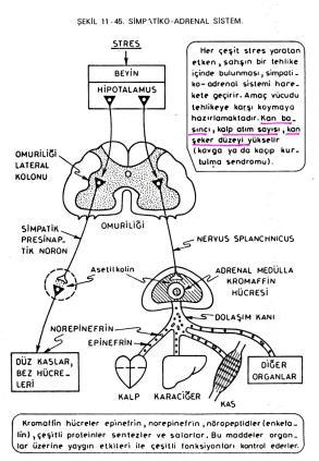 lerin Sentezi ve Salınmaları Epi ve NE Salınımının Düzenlenmesi Epi sentez hızını Tirozin hidroksilaz aktivitesi belirler Normal sıçanlarda enzimin 5%i aktif Strese maruz bırakılanlarda 50%si
