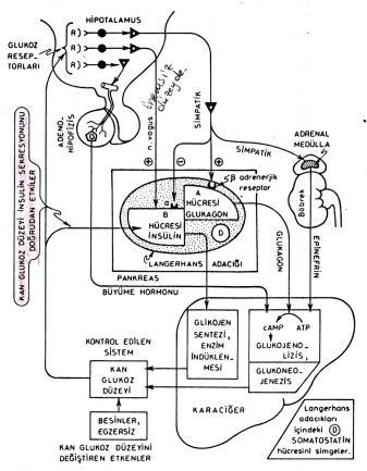 İnsulin ve Glukagon Salınımı İnsulin kan şeker düzeyi Besin alımı Gastrointestinal hormonlar (Gastrin, sekretin, kolesistokinin) (Enteroinsular axis) (Oral IV glikoz enj) N Vagus (önemsiz) Semp Sist