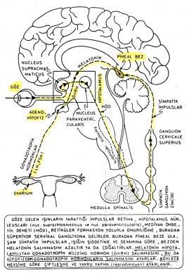 Melatonin (MEL) Sadece pineal bezde sentezlenir Pineal beze ulaşan semp impulslar, ışığın şiddeti ve devamına göre MEL sentezini ya da MEL yapımı karanlıkta, ışıkta inhibe edilir Melatonin Gece,