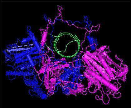 Resim 1. Ku heterodimer yapısı- Ku70 mor, Ku80 mavi, DNA yeşil renkte gösterilmiştir (128). Ku proteini, ökaryotlarda heterodimerik DNA-binding kompleksinden oluşur.