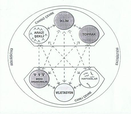 Şekil 3: Orman Ekosistemini Oluşturan Ana Öğeler Arasındaki İlişki. [20].