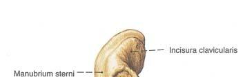 Sternum un anatomisi Göğüs kafesinin ön duvarının orta bölümünde bulunur.
