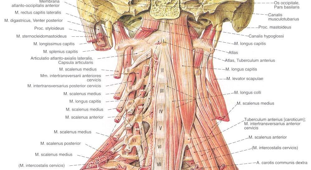 25 M. longus colli: 3. göğüs omurundan atlasa kadar uzanan ve omur gövdelerinin önyan taraflarında bulunan ortası kalın uçları sivri bir kastır.