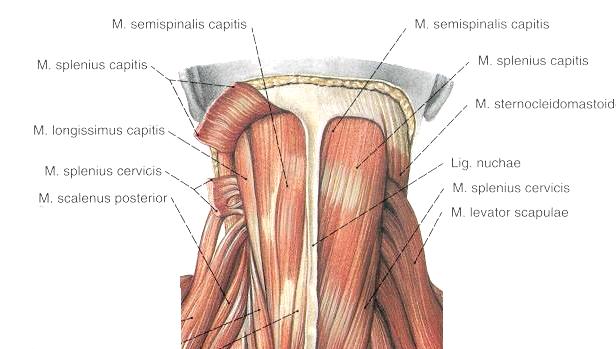 26 görünüşü. (Sobotta dan alınmıştır). 1.2.4.2. Boynun arka taraf kasları M. splenius capitis: M. trapezius un derininde yer alır. Lig. nuchae nin alt yarısı ile 7.