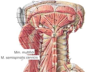 28 Şekil 1.14. M. splenius capitis kaldırıldıktan sonra m. semispinalis in görünüşü (Sobotta dan alınmıştır). Mm. interspinalis cervicis: Spinal çıkıntılar arasında bulunur. 6 çifttir. Lig.