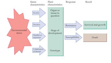 Bitkilerin çevresel strese tepkileri Stresin özelliği Bitki özelliği Tepki SONUÇ Çevresel stres şiddeti süresi Strese maruz