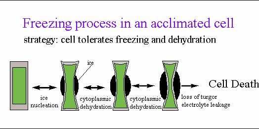 Donma prosesi, hazırlıksız bitkilerde Donma prosesi, hazırlıklı bitkilerde Buzlanma sonucu stoplazma suyunu kaybeder, hücreler ölmeye
