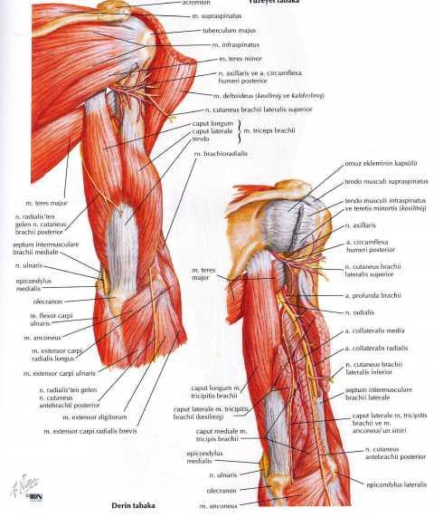 Fasciculus posterior dan çıkan dallar N. axillaris A.v.