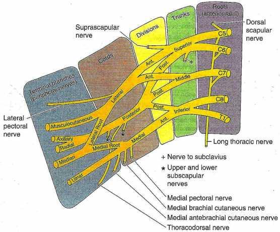 Plexus Brachialis Truncus superior ile truncus