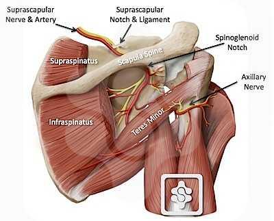 N. suprascapularis Truncus superior'dan (C5_6)