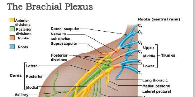 supraspinatus ve m. infraspinatus'u uyarır. Art.